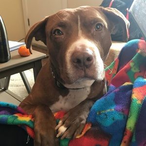 Meet your Posher, Kristen